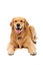 Golden retriever dog laying over white background