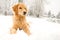 Golden Retriever Dog laying in the snow