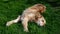 Golden retriever dog lazing