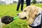 Golden retriever dog with long hair. The fight broke out ball