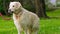 Golden retriever dog looking curious