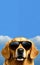 golden retriever dog looking forward and wearing vintage sunglasses