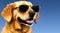 golden retriever dog with open mouth wearing golden sunglasses