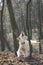 Golden retriever dog in the park with bare trees in autumn