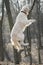 Golden retriever dog in the park with bare trees in autumn