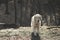 Golden retriever dog in the park with bare trees in autumn