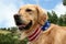 Golden Retriever Dog with Patriotic Scarf