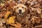 Golden Retriever Dog in a pile of Fall leaves