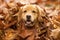 Golden Retriever Dog in a pile of Fall leaves