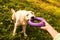 A golden retriever dog is playing with its owner in the park.