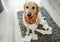 Golden retriever dog playing with toilet paper