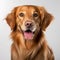 Golden Retriever Dog Portrait In High-key Lighting