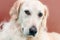 Golden Retriever Dog Portrait on reddish background