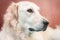 Golden Retriever Dog Portrait on reddish background