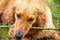 Golden retriever dog portrait with stick