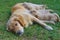 Golden Retriever dog with puppies