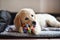 Golden retriever dog puppy playing with toy