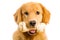 Golden Retriever Dog with a Rawhide Chew Bone