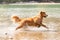 Golden retriever dog running and jumping in water