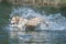 A golden retriever dog runs free jumping and diving into the water and making many sketches