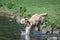 Golden retriever dog runs free jumping and splashing into the water and making many sketches