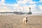 Golden Retriever Dog with Scheveningen Beach in the background