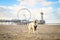 Golden Retriever Dog with Scheveningen Beach in the background