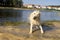 Golden Retriever dog shakes off water after a swim. Copy space.