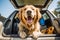 Golden retriever dog sitting in car trunk ready for a vacation trip. Generative AI