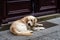 Golden retriever dog sitting at door in town