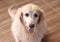 Golden retriever dog sitting on the floor  looking up and smiling to camera