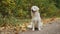 Golden Retriever dog sitting on the ground in the park