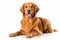 Golden Retriever Dog Sitting On A White Background