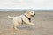 Golden Retriever Dog Standing On The Beach