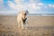 Golden Retriever Dog Standing On The Beach