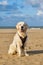 Golden Retriever Dog Standing On The Beach