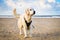 Golden Retriever Dog Standing On The Beach