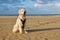 Golden Retriever Dog Standing On The Beach