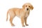 Golden retriever dog standing isolated in white background