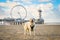 Golden Retriever Dog Standing On The Scheveningen Beach