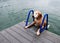 Golden Retriever Dog Strains to Climb Ladder