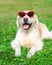 Golden Retriever dog in sunglasses lying on grass