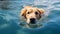 Golden Retriever Dog Swimming In Blue Water - Petcore Style