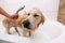 Golden retriever dog taking bath