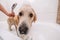 Golden retriever dog taking bath