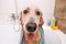 Golden retriever dog taking bath