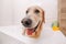 Golden retriever dog taking bath