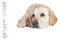 Golden Retriever Dog with vertical inscription DOG FOOD