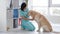 Golden retriever dog and veterinarian