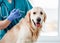 Golden retriever dog in veterinary clinic